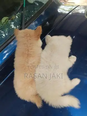 Pomeranian Puppy