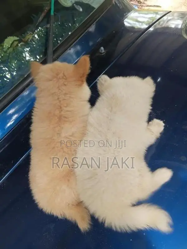 Pomeranian Puppy