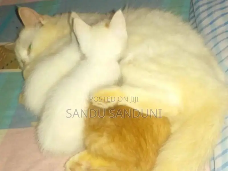 Persian Cat