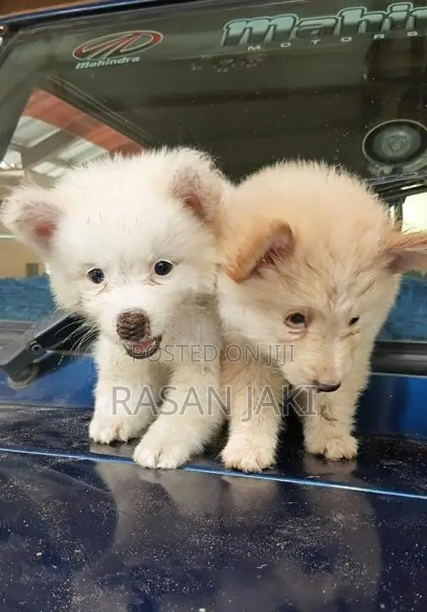 Pomeranian Puppy
