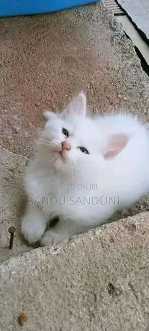 Persian Cat