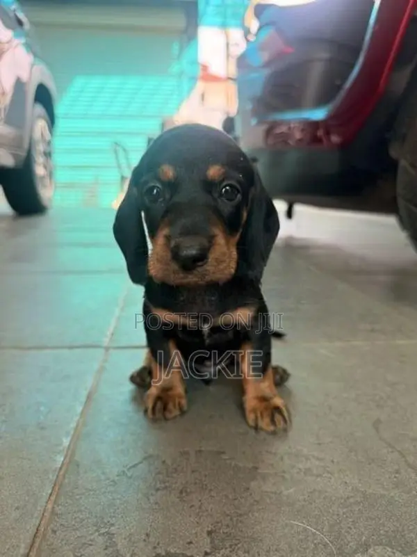Beagle / Dachshund Cross Puppies