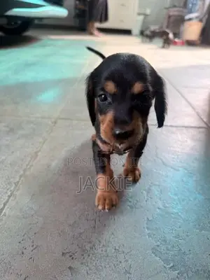 Beagle / Dachshund Cross Puppies