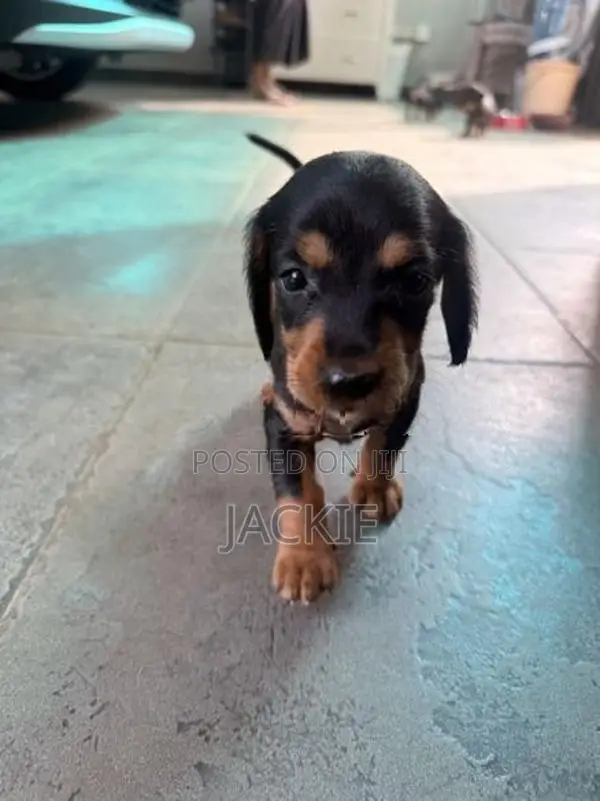 Beagle / Dachshund Cross Puppies