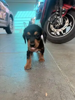 Beagle / Dachshund Cross Puppies