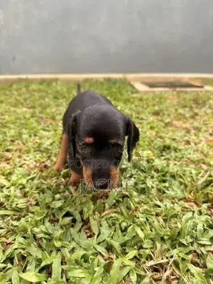 Beagle / Dachshund Cross Puppies