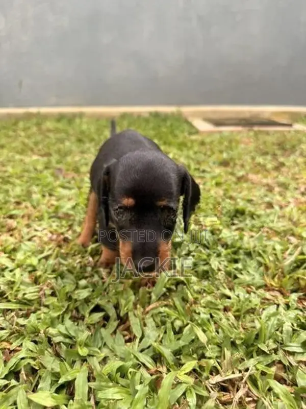 Beagle / Dachshund Cross Puppies