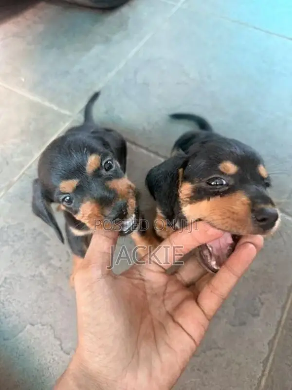 Beagle / Dachshund Cross Puppies