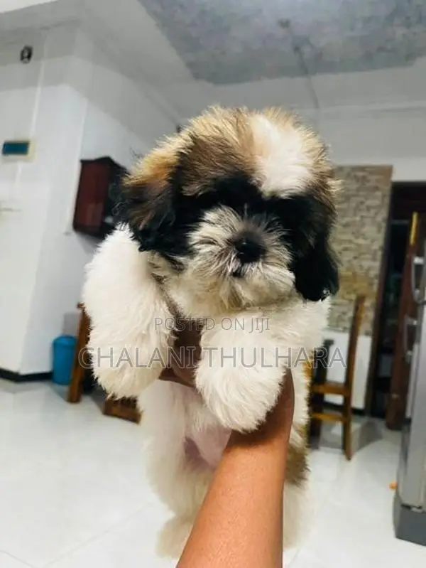 Shitzu puppies