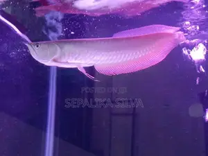 Silva arowana