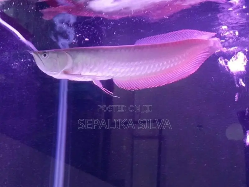 Silva arowana