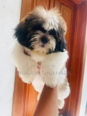 Shitzu puppies