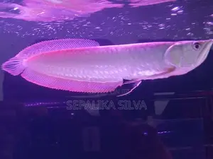 Silva arowana