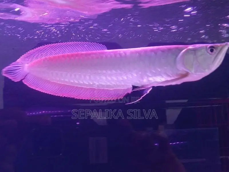 Silva arowana