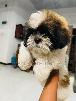 Shitzu puppies