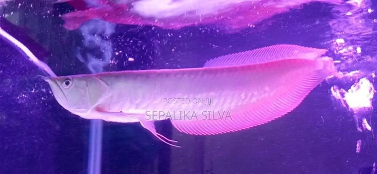 Silva arowana