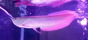 Silva arowana