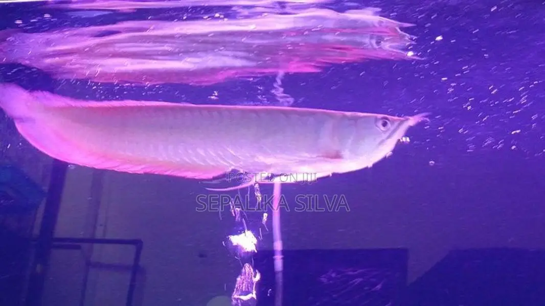Silva arowana