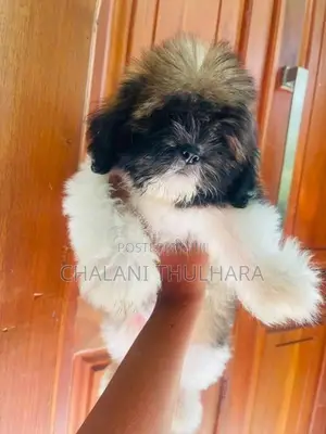 Shitzu puppies