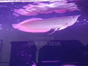 Silva arowana