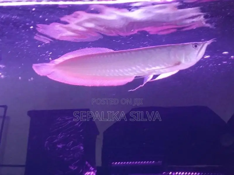 Silva arowana
