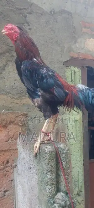 asil rooster