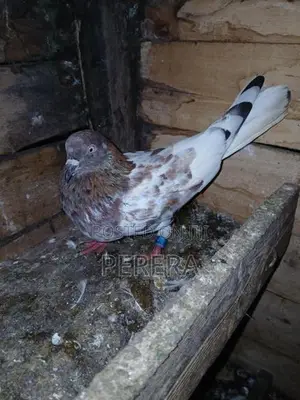 Pigeons