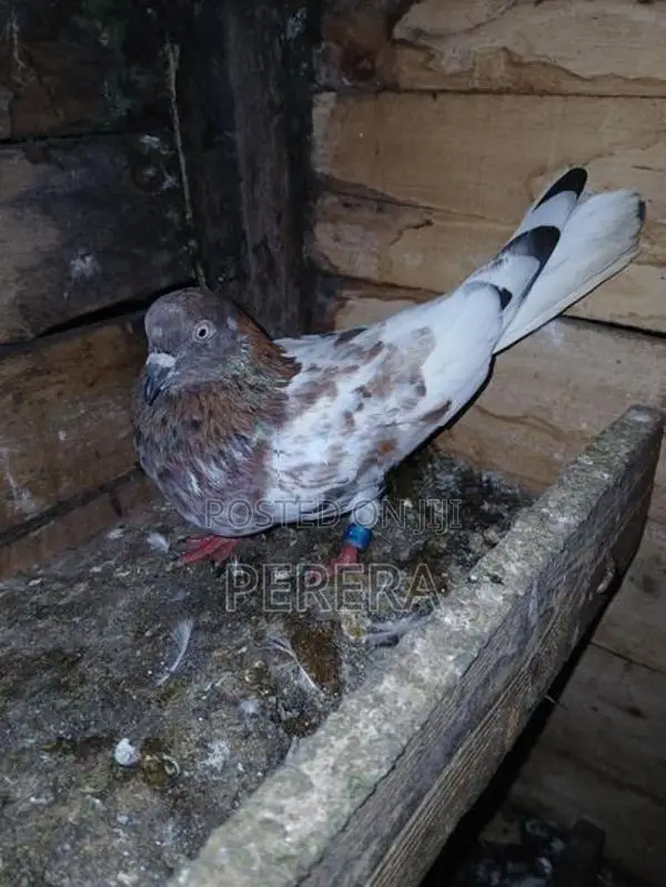 Pigeons