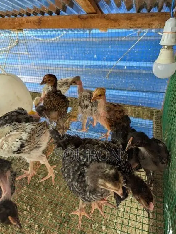 Chickens