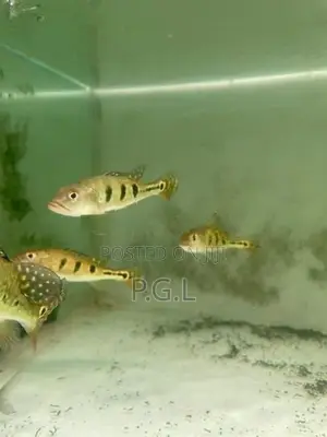 Spider Kelberi peacock bass