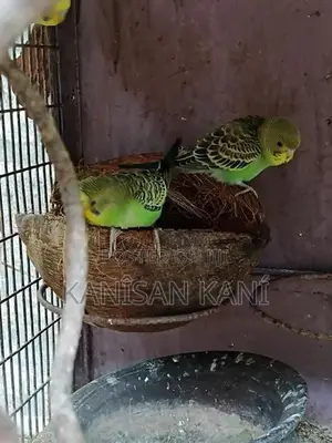 love bird
