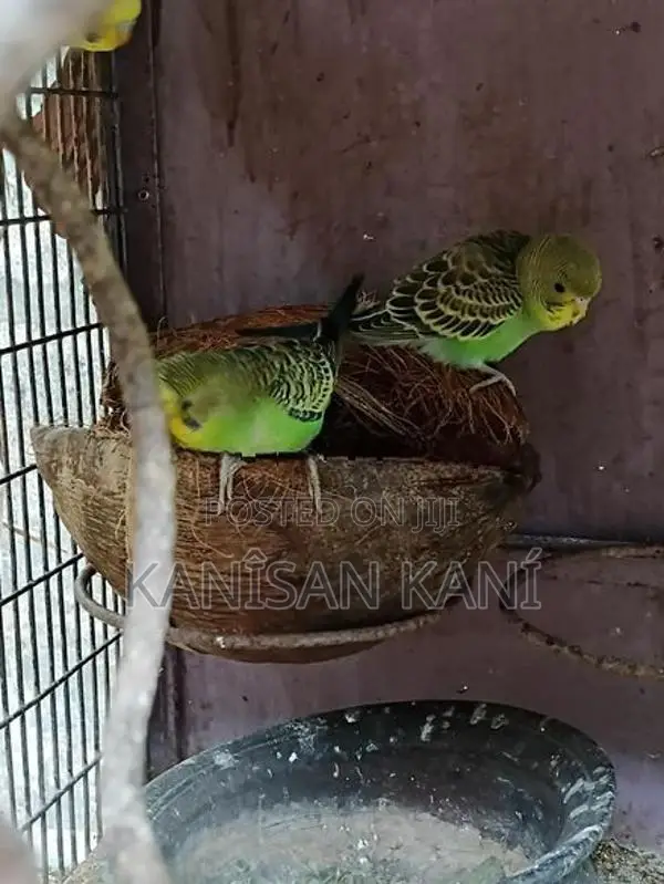 love bird