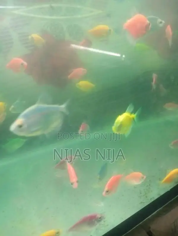 Tetra Fish
