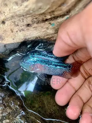 Flowerhorn Fish