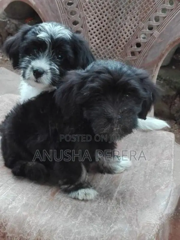 Shihtzu Puppies