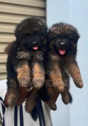 German Shepherd Puppies