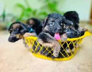 Long Coat German Shepherd Puppy
