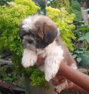 Shih Tzu Male Puppies