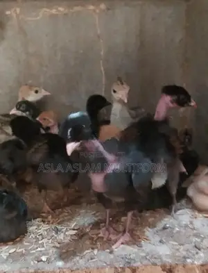 நாட்டுகோழி குஞ்சு