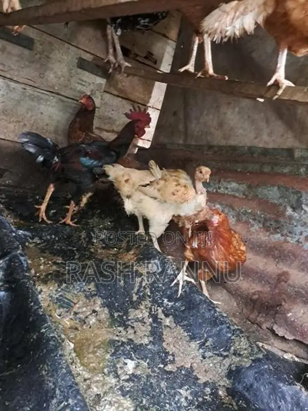 Farm Chicken