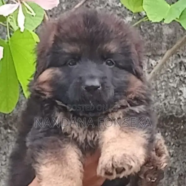 German Shepherd Puppies