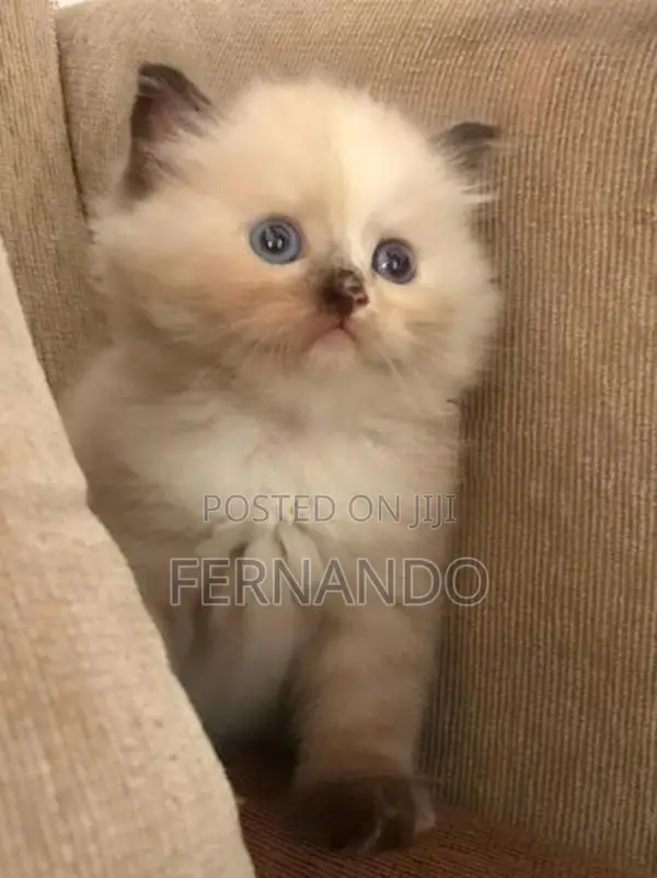 Persian cats