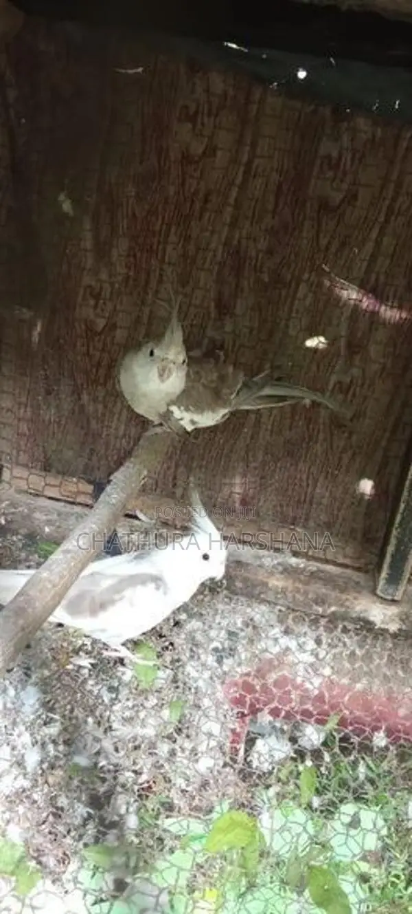 Cocktail birds