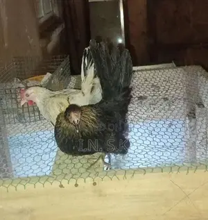 Bantam Chicken