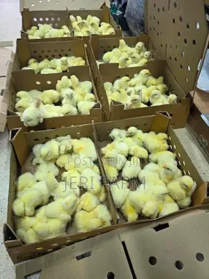 Broiler Chicken
