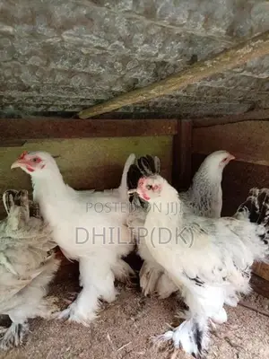 Brahma Chickens