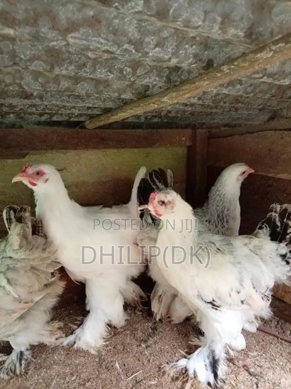 Brahma Chickens