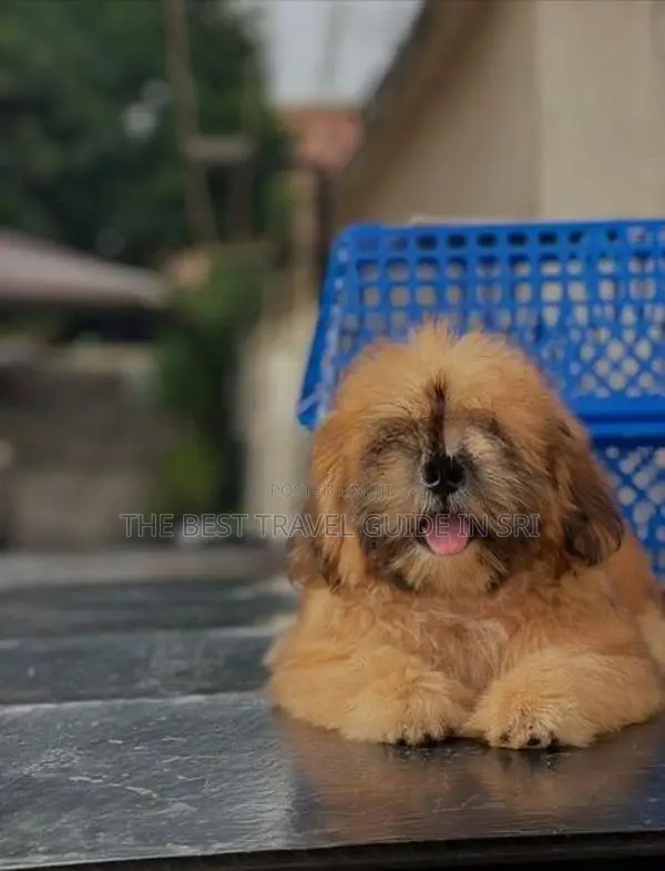 Shih Tzu Puppies