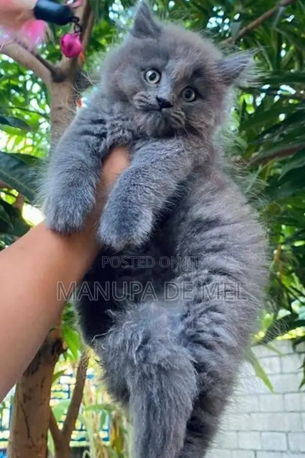 Persian Cat