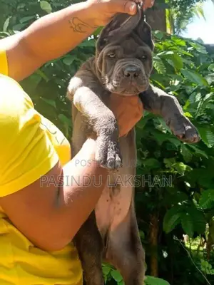 CANE CORSO PUPPY